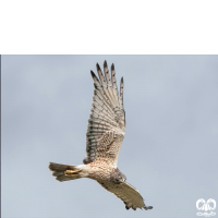 گروه سنقرها Harriers